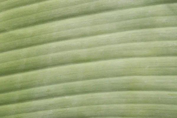 Superficie verde brillante de hojas de plátano . — Foto de Stock