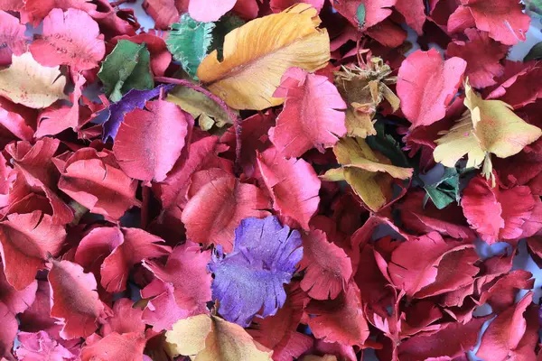 Ytan av torkad blomma kronblad bakgrund för design naturen tillbaka — Stockfoto