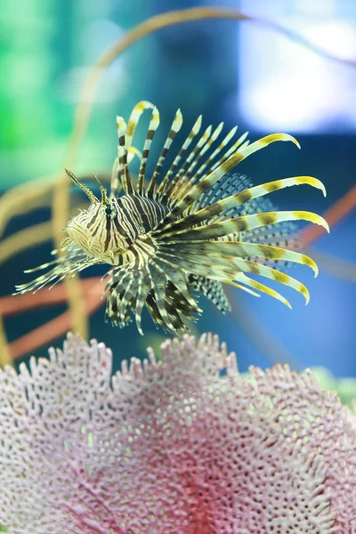 Lion fish are swimming in the coral reef. — Stock Photo, Image