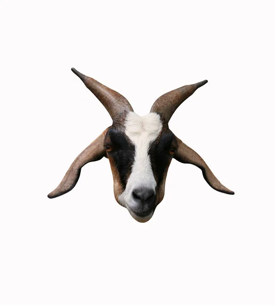 Hoofd van bruin geit geïsoleerd op witte achtergrond. — Stockfoto