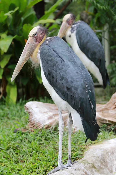 Weniger Adjutant Storch der Tropen Vogel. — Stockfoto