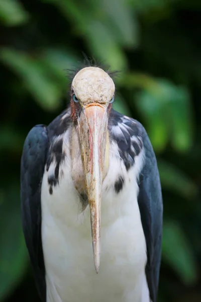 Weniger Adjutant Storch der Tropen Vogel. — Stockfoto