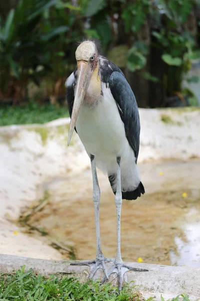 Cicogna aiutante minore di uccelli tropicali . — Foto Stock