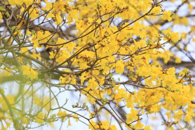 Sarı trompet ağaç veya ağaç altın ve tropikal ülkelerde CA
