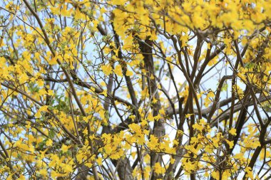 Sarı trompet ağaç veya ağaç altın ve tropikal ülkelerde CA