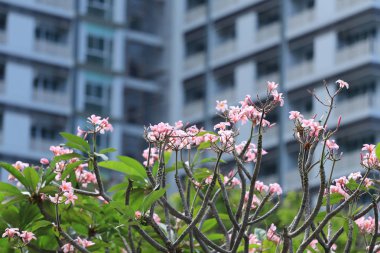 Kat mülkiyeti bulanıklık arka plan üzerinde bahçede Pembe Plumeria çiçek