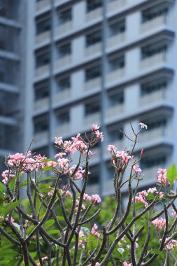 Kat mülkiyeti bulanıklık arka plan üzerinde bahçede Pembe Plumeria çiçek