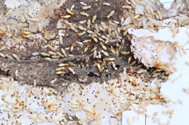 Ahşap yemek termitler.