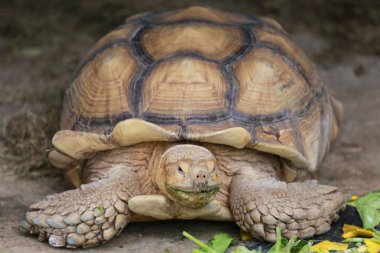 Büyük kaplumbağa yeme gıda Tayland tropikal Hayvanat Bahçesi.