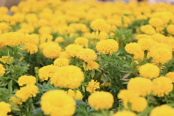 Yellow Marigold flower bloom. — Stock Photo, Image