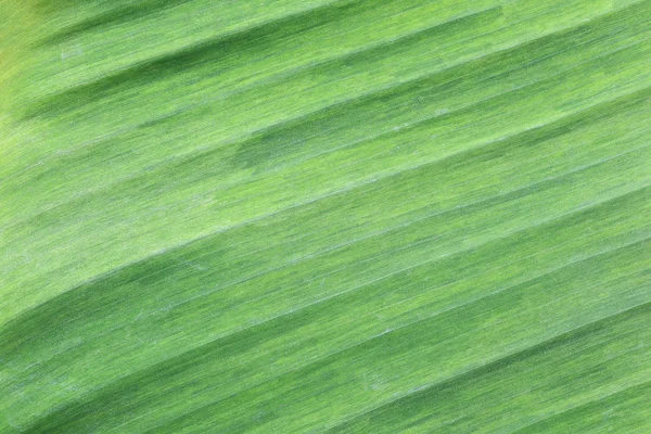 Superfície verde brilhante de folhas de banana . — Fotografia de Stock