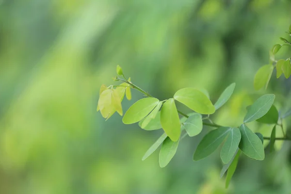 Folhas verdes de tamarindo no jardim para design natureza backgro — Fotografia de Stock