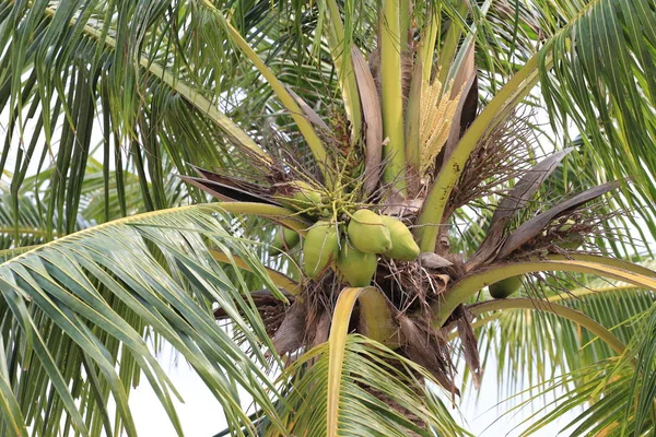 Fruta de coco no coqueiro no jardim Tailândia . — Fotografia de Stock