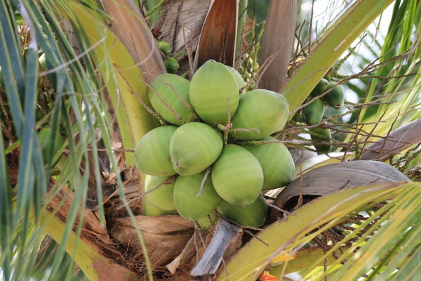 Coconut frukt på kokosnöt träd i trädgården Thailand. — Stockfoto
