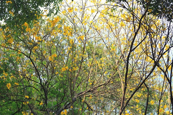 Tromba gialla o albero d'oro e nei paesi tropicali ca — Foto Stock