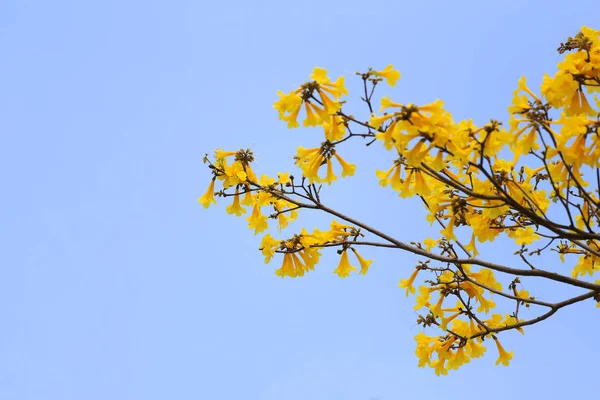 Yellow flowers bloom of yellow trumpet tree or Paraguayan trumpe — Stock Photo, Image