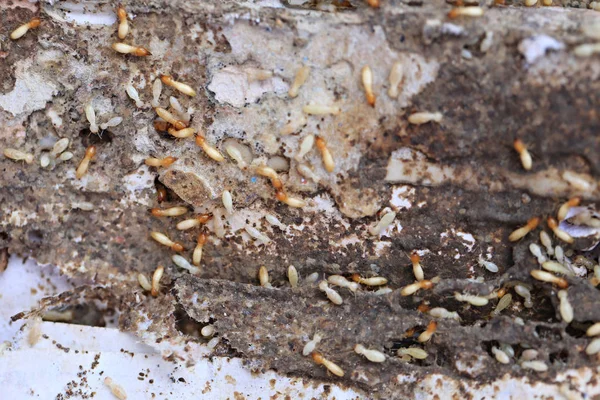 Termieten die hout eten. — Stockfoto