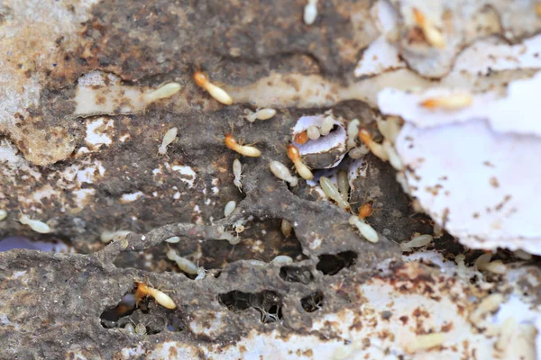 Ahşap yemek termitler. — Stok fotoğraf