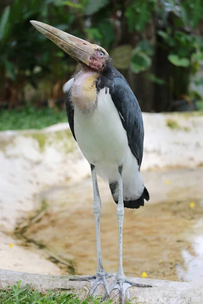 Cicogna aiutante minore di uccelli tropicali . — Foto Stock