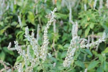 Piumbago zeylanica L. tıbbi pl bilimsel adıdır