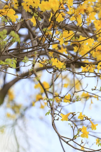 Tromba gialla o albero d'oro e nei paesi tropicali ca — Foto Stock