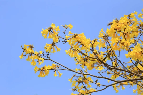 Gele bloemen bloeien van gele trompet boom of Paraguayaanse trumpe — Stockfoto