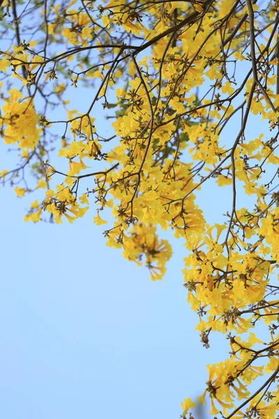 Gele bloemen bloeien van gele trompet boom of Paraguayaanse trumpe — Stockfoto