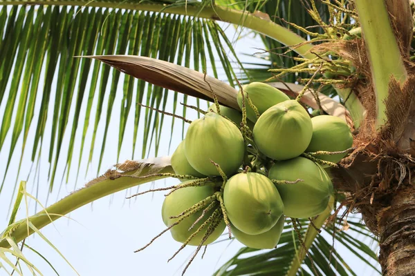 Kokosnussfrüchte auf Kokosnussbaum im Garten Thailand. — Stockfoto