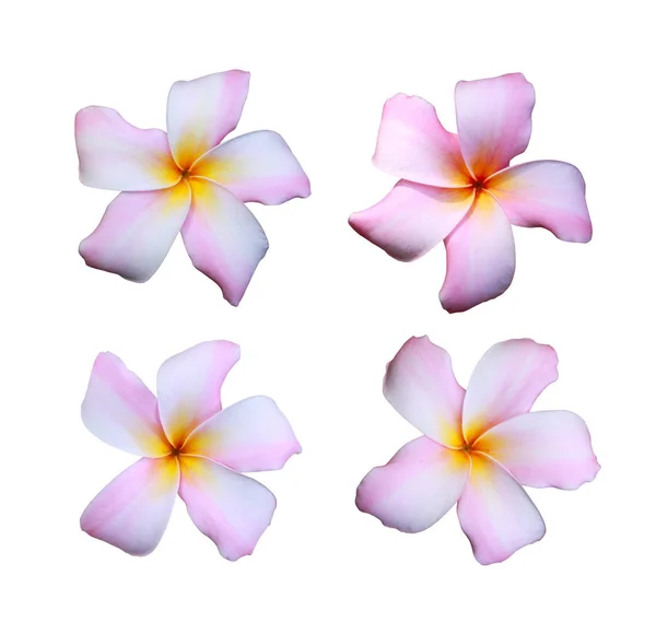 White frangipani flowers mixed with pink color isolated on white — Stock Photo, Image