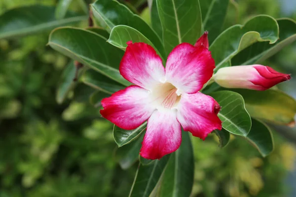 Fiori di azalea rossi in una fioritura su albero . — Foto Stock