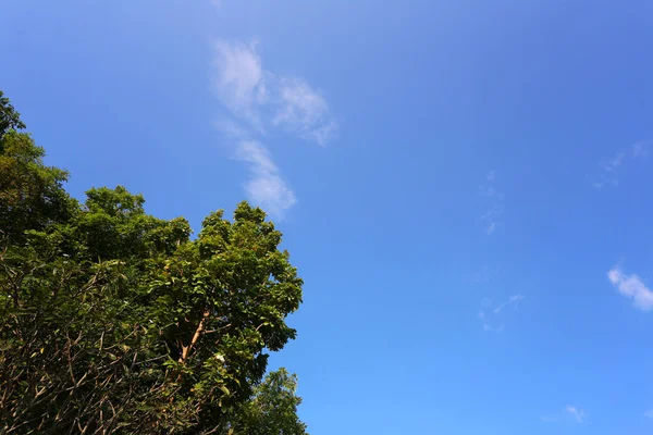 Zicht van onder de bomen en blauwe lucht achtergrond. — Stockfoto