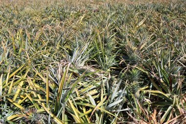 Ananasın meyvesi henüz ağaçta olgunlaşmadı..