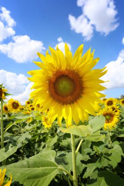 Ayçiçekleri açıyor ve açık bir günde güneşten gelen ışık.
