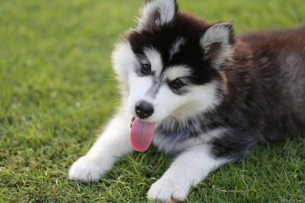 Chiot sibérien sur pelouse verte . — Photo