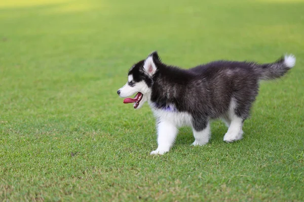 Cãozinho siberiano no gramado verde . — Fotografia de Stock