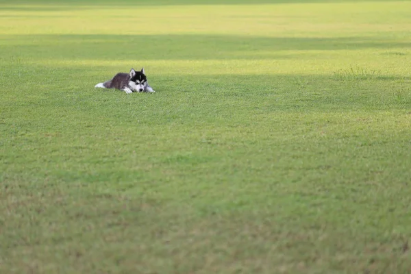 Cãozinho siberiano no gramado verde . — Fotografia de Stock