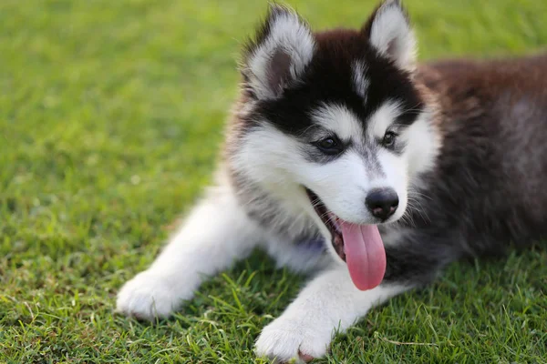 Siberian puppy on green lawn. — Stock Photo, Image
