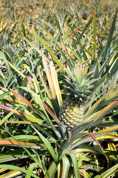 Les fruits de l'ananas ne sont pas encore mûrs sur l'arbre . — Photo