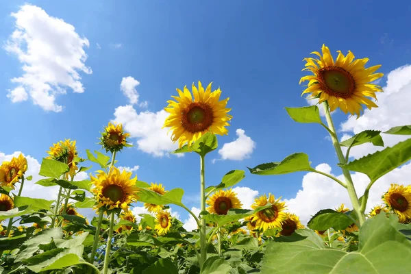 I girasoli fioriscono e la luce del sole in una giornata limpida . — Foto Stock