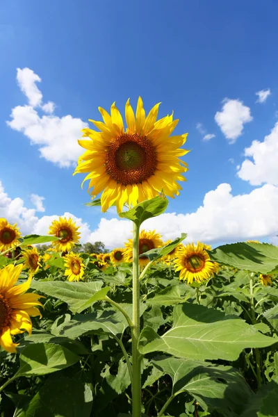 Solrosor blommar och ljus från solen en klar dag. — Stockfoto