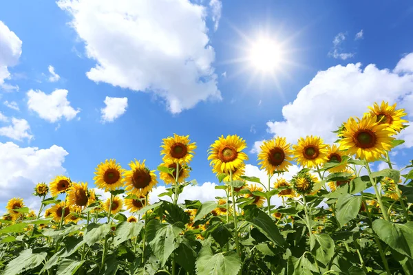 I girasoli fioriscono e la luce del sole in una giornata limpida . — Foto Stock