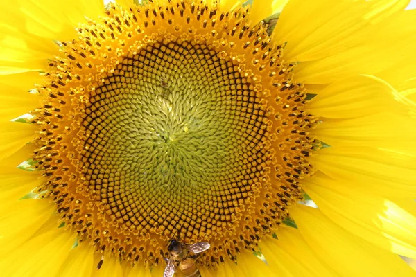 Close-up Zonnebloemen bloeien en bijen eten nectar. — Stockfoto