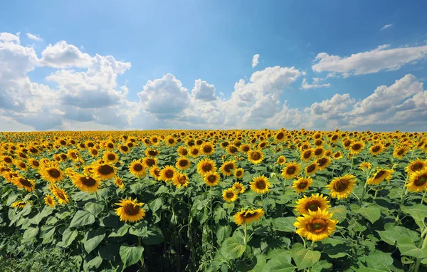 Sonnenblumen blühen und Licht von der Sonne an einem klaren Tag. — Stockfoto