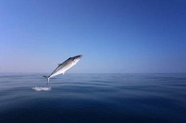 Indo-Pacific king mackerel or Spotted mackerels is jump over the