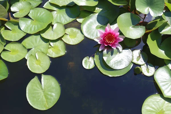 Soft pink lotus flowers. — Stock Photo, Image