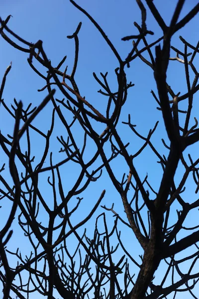 Träd grenar silhuett på blå himmel bakgrund. — Stockfoto