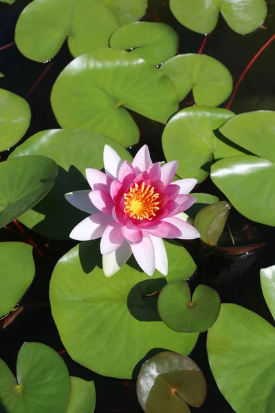 Soft pink lotus flowers. — Stock Photo, Image