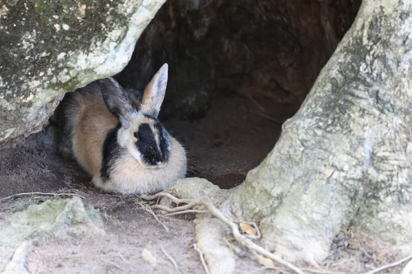 Rabbit was relax in the hollow of the tree. — Stock Photo, Image