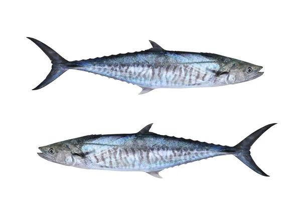 Caballas de rey del Pacífico fresco o peces Scomberomorus aislados en w — Foto de Stock