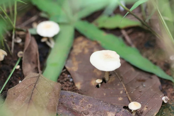 Cogumelos venenosos tropicais florescendo na floresta . — Fotografia de Stock